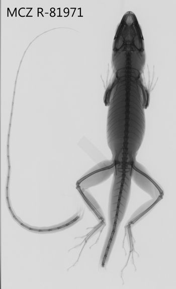 Media type: image;   Herpetology R-81971 Aspect: dorsoventral x-ray